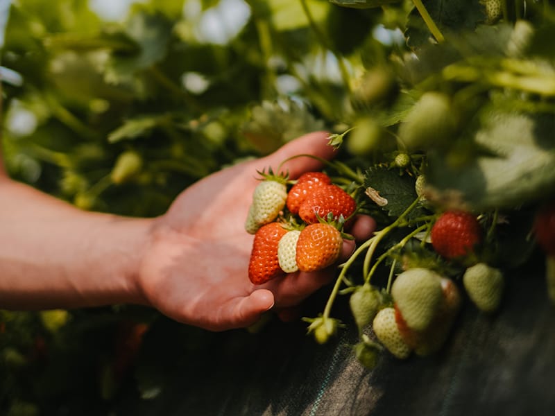 Heinen_Erdbeeren_quer_800x600px-2
