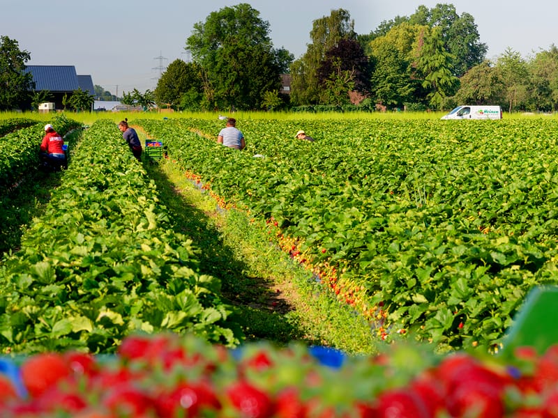 Heinen_Erdbeeren_quer_800x600px-4