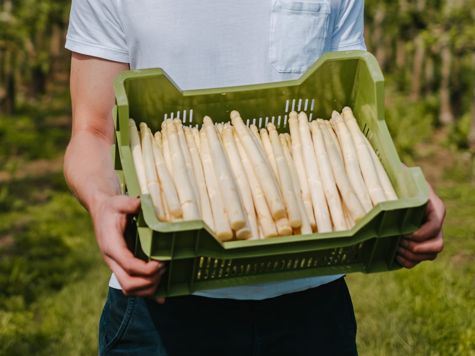 Heinen_Spargel_quer_800x600px-1