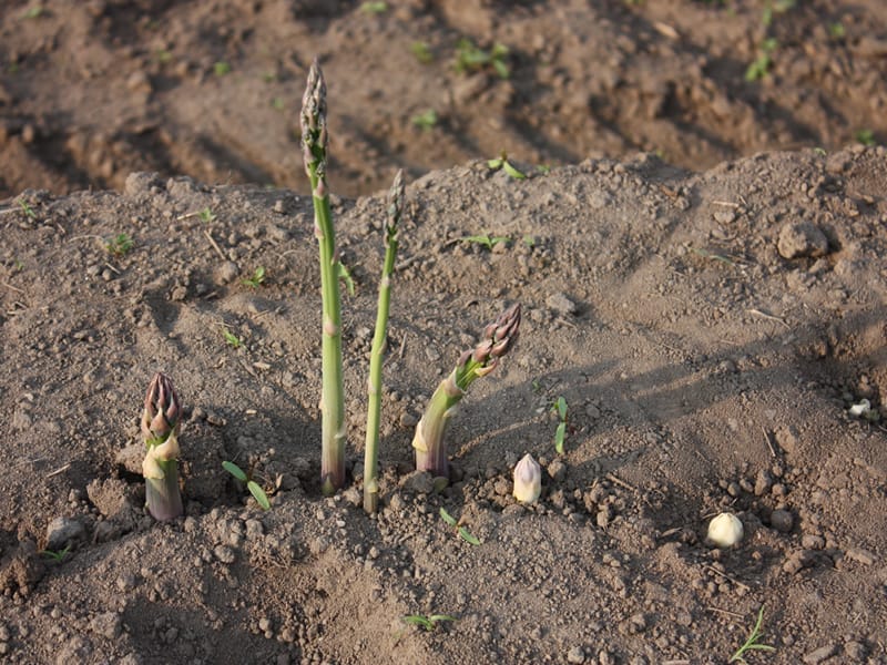 Heinen_Spargel_quer_800x600px-2