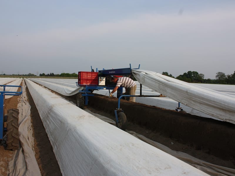 Heinen_Spargel_quer_800x600px-5