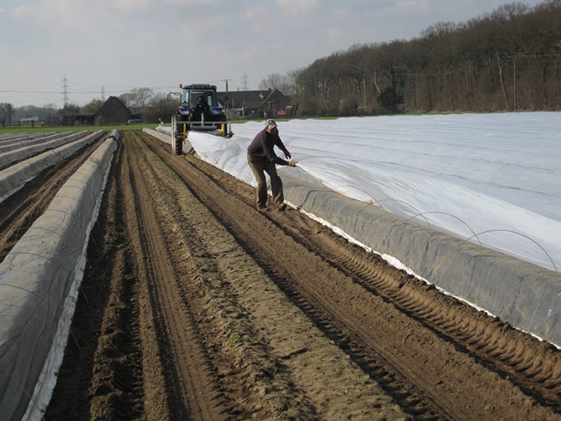 Heinen_Spargel_quer_800x600px-6