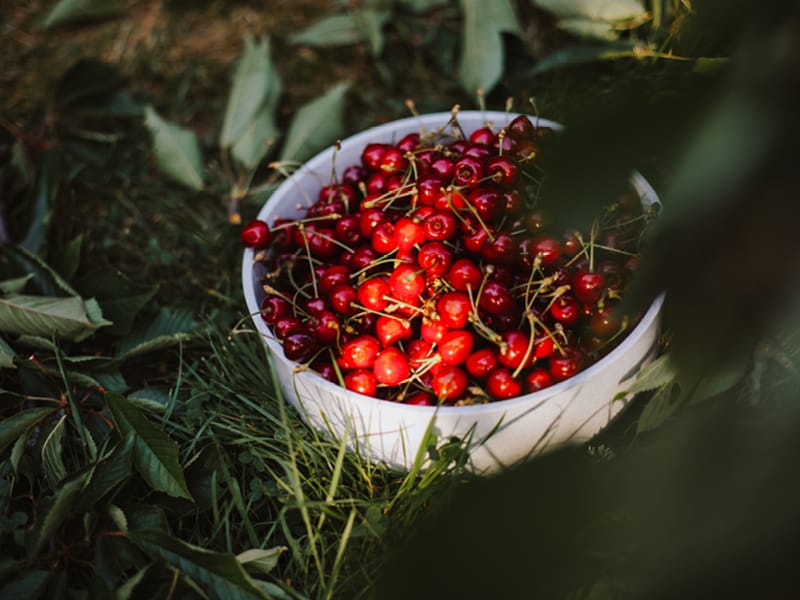 Heinen_Süßkirschen_quer_800x600px-2